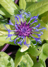 Centaurea montana 'Gold Bullion'